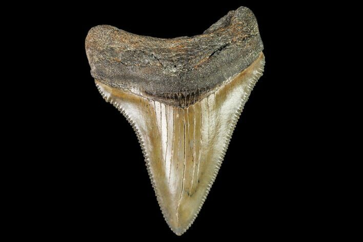 Serrated, Juvenile Megalodon Tooth - North Carolina #111636
